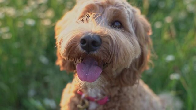 cute dog at the sunset having fun as a puppy in a park