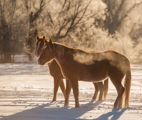 Horse running in the snow on a cold winter day with hoar frost on trees on ranch in wyoming in the...