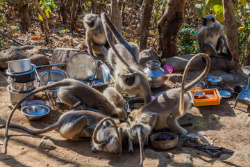 Langur monkeys flocking to food leftovers at Girnar Hill, Gujarat state, India