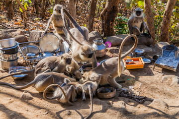 Langur monkeys flocking to food leftovers at Girnar Hill, Gujarat state, India