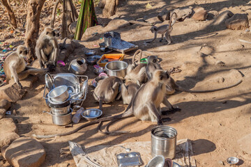 Langur monkeys flocking to food leftovers at Girnar Hill, Gujarat state, India