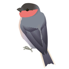 かわいい小鳥ウソのベクターイラスト