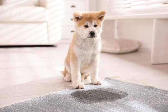 Adorable akita inu puppy near puddle on rug at home