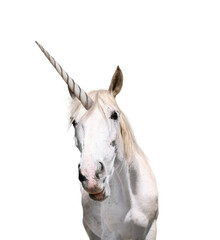 Amazing unicorn with beautiful mane on white background