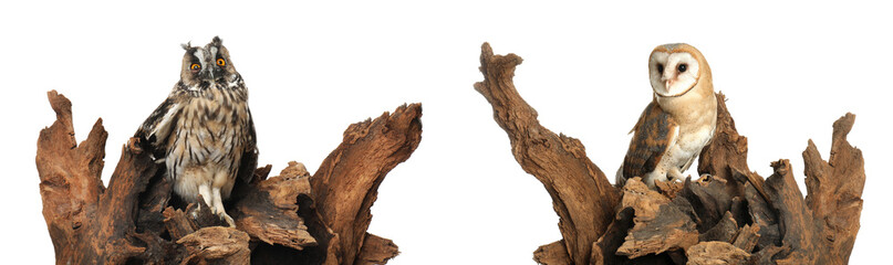 Collage with photos of beautiful eagle and barn owls on white background. Banner design