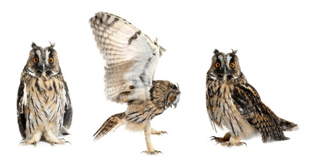 Collage with photos of beautiful eagle owl on white background. Banner design