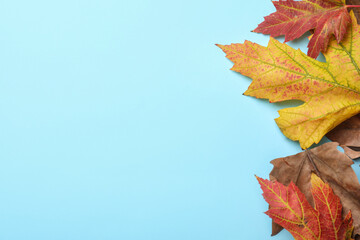 Colorful autumn leaves on light blue background, flat lay. Space for text