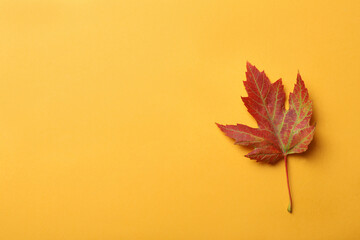 Beautiful autumn leaf on yellow background, top view. Space for text
