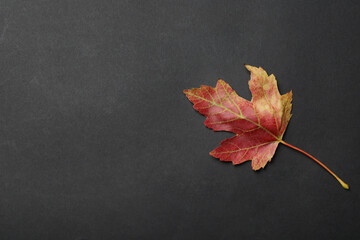 Beautiful autumn leaf on black background, top view. Space for text