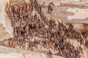 Bats in Garh Palace in Bundi, Rajasthan state, India