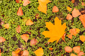 Colorful autumn leaves on green lawn in park, top view