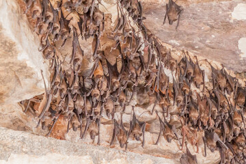 Bats in Garh Palace in Bundi, Rajasthan state, India
