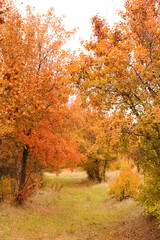 Beautiful view of park with trees on autumn day