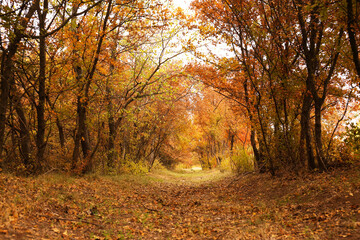 Fototapeta premium Beautiful view of park with trees on autumn day
