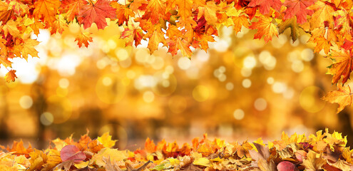 Naklejka na ściany i meble Beautiful colorful autumn leaves and blurred park background. Banner design
