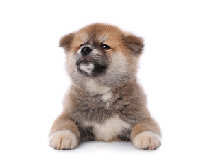 Fototapeta premium Adorable Akita Inu puppy on white background