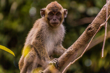 Obraz premium Macaque near Kinabatangan river, Sabah, Malaysia