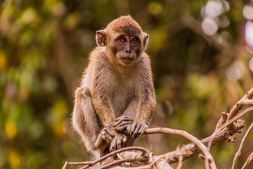 Fototapeta premium Macaque near Kinabatangan river, Sabah, Malaysia