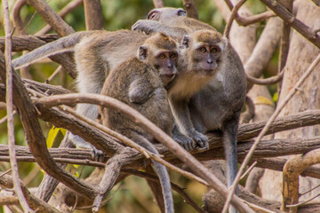 Naklejka na ściany i meble Group of macaques near Kinabatangan river, Sabah, Malaysia