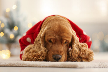 Adorable Cocker Spaniel in Christmas sweater on blurred background, closeup