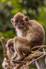 Macaques near Kinabatangan river, Sabah, Malaysia