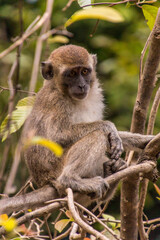 Macaque near Kinabatangan river, Sabah, Malaysia
