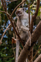 Macaque near Kinabatangan river, Sabah, Malaysia