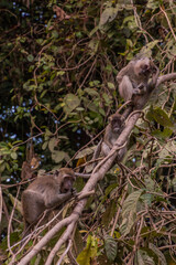 Group of macaques near Kinabatangan river, Sabah, Malaysia