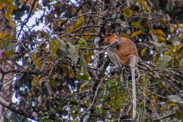 Proboscis monkey (Nasalis larvatus) near Kinabatangan river, Sabah, Malaysia