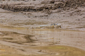 Saltwater crocodile (Crocodylus porosus) in Kinabatangan river, Sabah, Malaysia