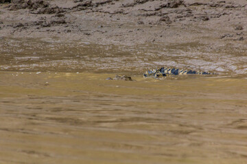 Saltwater crocodile (Crocodylus porosus) in Kinabatangan river, Sabah, Malaysia