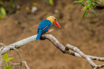 Stork-billed kingfisher (Pelargopsis capensis) near Kinabatangan river, Sabah, Malaysia