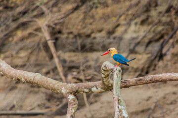 Stork-billed kingfisher (Pelargopsis capensis) near Kinabatangan river, Sabah, Malaysia