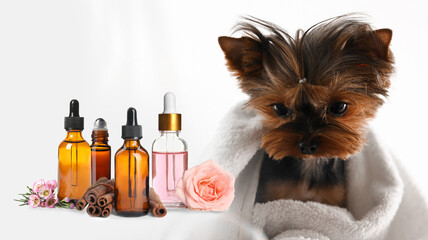 Aromatherapy for animals. Essential oils and cute Yorkshire terrier on background