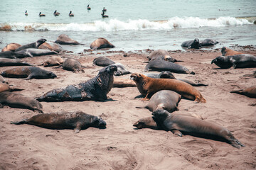 Californian Elephant Seals having a discussion on the beach. 