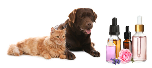 Aromatherapy for animals. Essential oils near dog and cat on white background, banner design