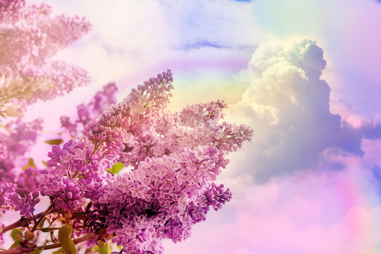 Blossoming lilac and amazing sky with rainbow on background, toned in unicorn colors