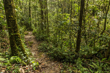 Fototapeta premium Hiking trail in a forest of Kinabalu Park, Sabah, Malaysia
