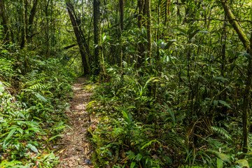 Obraz premium Hiking trail in a forest of Kinabalu Park, Sabah, Malaysia