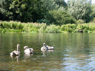 swans on the lake
