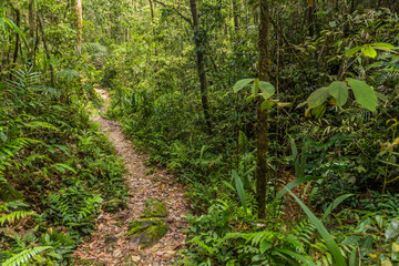 Hiking trail in a forest of Kinabalu Park, Sabah, Malaysia