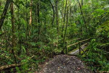 Hiking trail and a wooden bridge in a forest of Kinabalu Park, Sabah, Malaysia