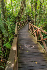 Fototapeta premium Boardwalk in a forest of Kinabalu Park, Sabah, Malaysia