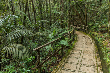 Hiking trail in a forest of Kinabalu Park, Sabah, Malaysia