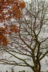 Fototapeta premium View of the dying tree in the forest during autumn season. Countryside. Street view, travel photo, selective focus.