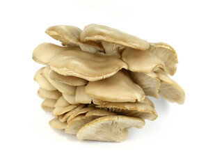 oyster mushroom isolated on white background 
