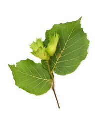 Unripe hazelnuts (Corylus avellana or common hazel) on branch with leaves isolated on white. Hazelnuts growing on green branch.