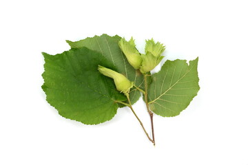 Unripe hazelnuts (Corylus avellana or common hazel) on branch with leaves isolated on white....
