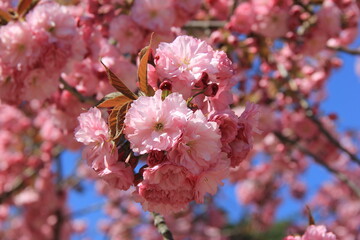 八重咲きのカンザン(桜)