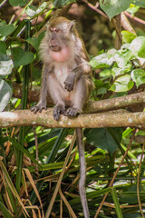 Crab-eating macaque (Macaca fascicularis) at Gaya Island in Tunku Abdul Rahman National Park, Sabah, Malaysia